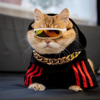 SicoSolana's profile picture. Official page for $SICO as a tribute to Hosico, the coolest cat on the internet. https://t.co/tWxRnt41Nm
https://t.co/yvuypEPtdK