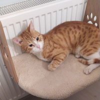 Ali MNGÇ (@almeng1) 's Twitter Profile