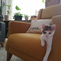 aozkan | 🐐 DackieSwap (@aozkan64000244) 's Twitter Profile Photo