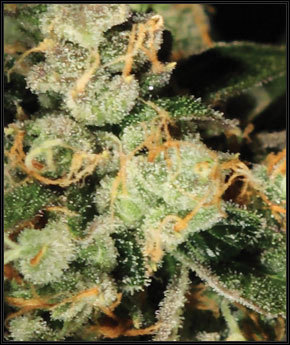 MultiSeedBank's profile picture. we are selling best medical cannabis seeds from green house in amsterdam