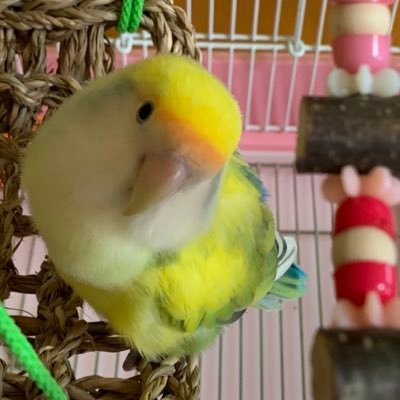 🍀コザクラインコのはーたん（H26年10月生🐤女の子）H29.3.24低カルシウム血症が悪化して入院。一時危篤の状態でしたが、小さな身体で大きな命を輝かせてくれ🐤💖奇跡の回復を遂げました💖H30.3.30 お外の猫ちゃん保護 茶トラのすず君も家族に加わりました🐈どうぞよろしくお願いします😌🍀