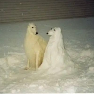 k9kwhi's profile picture. skiphs, flowers and such