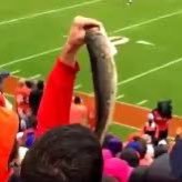 That fish someone brought to a Clemson game one time