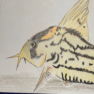 boscodx's profile picture. ほぼほぼコリ垢ですϵ( 'Θ' )϶  #今日コリ UPしてます！たまに、アビスパやバンドなど【】内のことを 呟いてます✨️ 無言フォロー失礼しますm(*_ _)m 【コリドラス】【アクアリウム】 【アビスパ福岡】【ボードゲーム】【キャンプ】 【BUMP】【SPYAIR】【THE BACK HORN】【競馬】