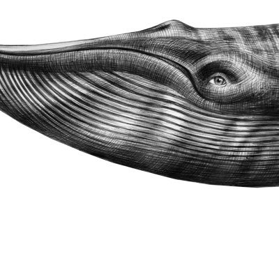 52Bluo's profile picture. طبيب