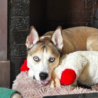 _heathervenice's profile picture. ACT.