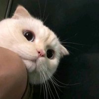 小鱼干 (@websterjoshua11) 's Twitter Profile