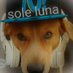 SoleLuna🇯🇵国守衆 (@sole_luna_japan) Twitter profile photo SoleLuna🇯🇵国守衆 (@sole_luna_japan) Twitter profile photo