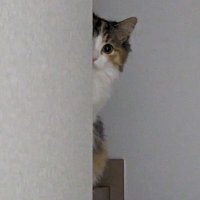 ネウ猫@メインクーン吉備丸 (@nyanboku_kibi) 's Twitter Profile