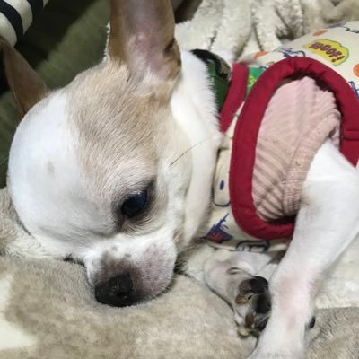 仕事は🚛走る事 運ぶ事！いつも🐶息子の｢しゅう｣に癒やされてます！(🐶チワワ♂)