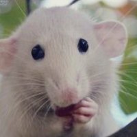 A_RAT(@what_am_i_named) 's Twitter Profile Photo