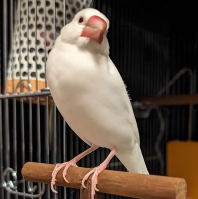 白文鳥「なつめ」の飼育日記🍀

無言フォロー失礼します🙇