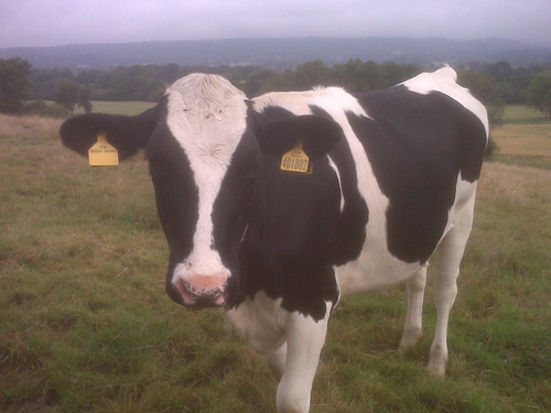 gwenwoodruffe's profile picture. Day dreaming, night thinking, fun loving, sleep deprived trouble maker!  Sing it, play it, smash it, swim it, click it!