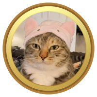 Catwifhat(@solana_cathat) 's Twitter Profile Photo