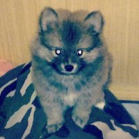 Yash Kaushik 🐾 (@yashqn) 's Twitter Profile Photo