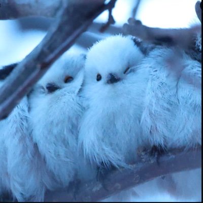 RanHappydog1's profile picture. 洋ちゃん全力応援している子猫です。武道館初参戦が洋ちゃんのリサイタル。子猫の皆さんの投稿見るのが楽しみ。いいね押させていただいています。絵心は０なので言葉で応援中。神出鬼没です。バナー画像は兎谷シェパコ様から、アイコン画像は、ぼく、シマエナガ様からいただきました。ありがとうございます。