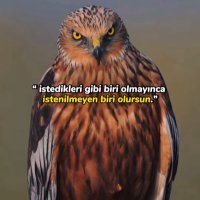 Kayaların oğlu (@turkpet) Twitter profile photo