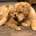 Golden Retriever Lovers (@goldenrlovers) Twitter profile photo Golden Retriever Lovers (@goldenrlovers) Twitter profile photo