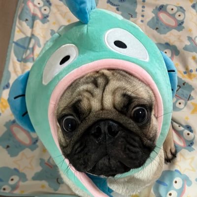 Pug__uuupeee's profile picture. 群馬で生まれた男の子。13.5kg🐶追いかけっこ大好きパワー系パグになりました！よろしくお願いします！ 🎂2022.04.08 🏠2022.06.04