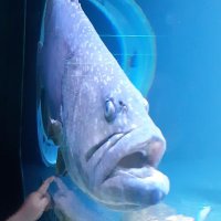 🦈🐟🐠🐡 (@cecezefish) 's Twitter Profile Photo 🦈🐟🐠🐡 (@cecezefish) 's Twitter Profile Photo