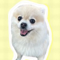 爆走ポメラニアンきなこ(@kinako0309POME) 's Twitter Profile Photo