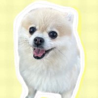 爆走ポメラニアンきなこ (@kinako0309pome) Twitter profile photo