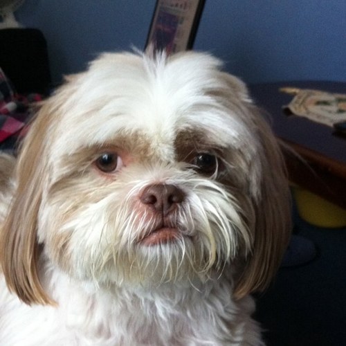 TinyTanny1's profile picture. 