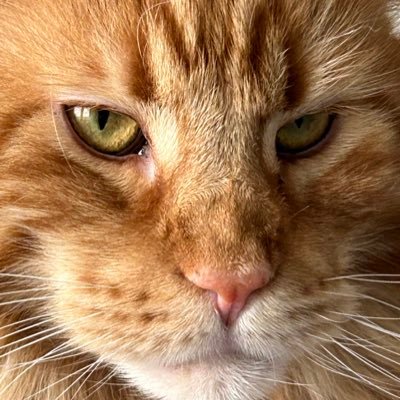 MAJDemoCats1 Profile Picture