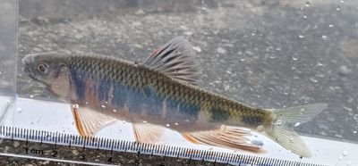 日淡初心者、タナゴ釣り修行中です😊😊😊
日本の淡水魚の水族館見たいなアカウントにしたくて皆様の画像(私の好み)をリポストしながらアカウントを作って行きます！！よろしくお願いいたします😊😊😊