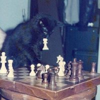 Rafi S (@rafdoang13) 's Twitter Profile