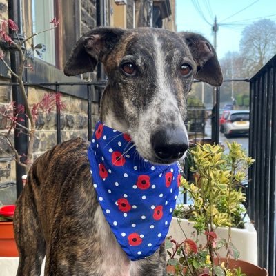 Galgo Español, Therapy Dog, 🐿️&🐇 Catcher 1st class. Paduan to Jed 🌈 and keeper of hoomum. Proud member of and Ambassador to the #BTPosse