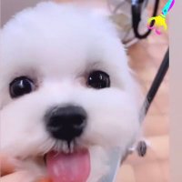 マルチーズのエメ (@maltese_aimer) 's Twitter Profile