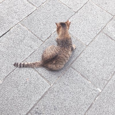 見る専門。👀