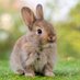 Bunny ~🐰 (@ph47319) Twitter profile photo