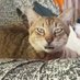 MILADYCAT (@rosyheartharry) Twitter profile photo MILADYCAT (@rosyheartharry) Twitter profile photo