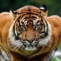 Luke Naples (@globalgreatllu) 's Twitter Profile