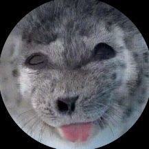 I love seals 🎷🦭♥️