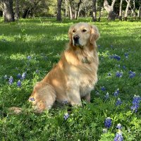 Huck Golden R& Sunny Great Pyro👑 (@valarie4142) 's Twitter Profile
