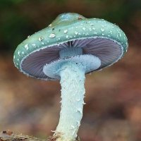 Dr Malenspores (MYCOLOGIST). Shrooms expert 🍄.(@Drmalenspores) 's Twitter Profile Photo