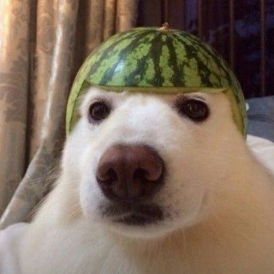 Autista a tiempo completo
Me gusta el perro sandia