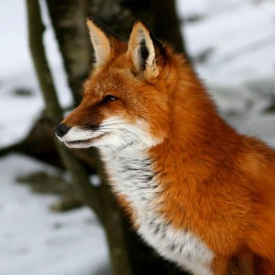 Hello all! I am taking Writing 60, and am interested in spreading awareness about animal-related issues, particularly on foxes! #UCanimals