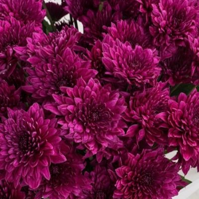 Aroooma9's profile picture. New account💔