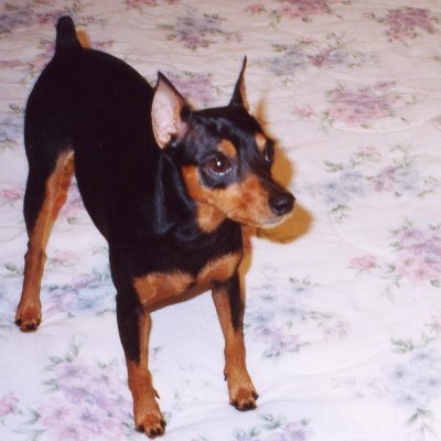 Codino1998's profile picture. 