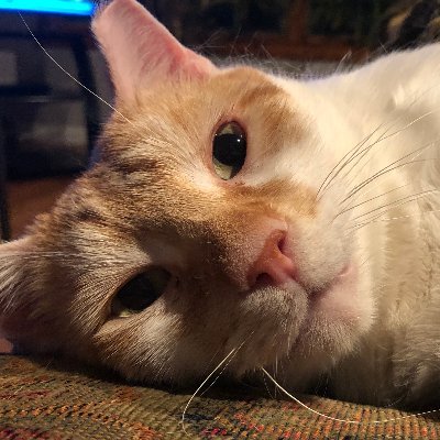 HenryAndSamCats Profile Picture