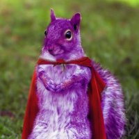 The Purple Squirrel(@The_Squirrel_94) 's Twitter Profile Photo