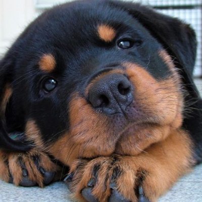 I work with Rottweiler breeders and rescues, a great breed. I also attend / video many dog events https://t.co/YgCPVvUNRv
