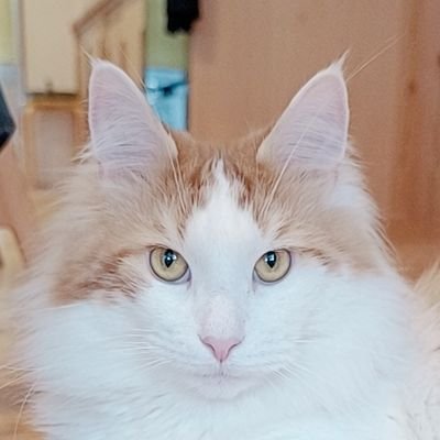 mainecoon_sette Profile Picture