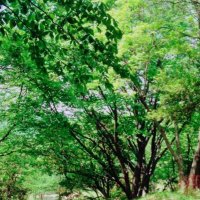 森 (@bee1960871) 's Twitter Profile Photo 森 (@bee1960871) 's Twitter Profile Photo