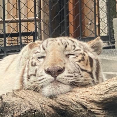 Strip is the reason why I am alive and my life's true purpose.スターダム(2023年〜) 守りたい、キッちゃんの笑顔。写真は東武動物公園のスカイ(タイガー)です。紫のベルト初代王者。