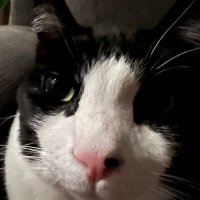 Chris / Lum (@whoslum) 's Twitter Profile